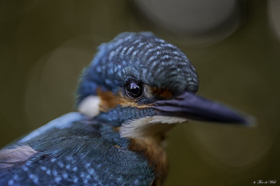 foto wordt hier niet goed weergegeven.